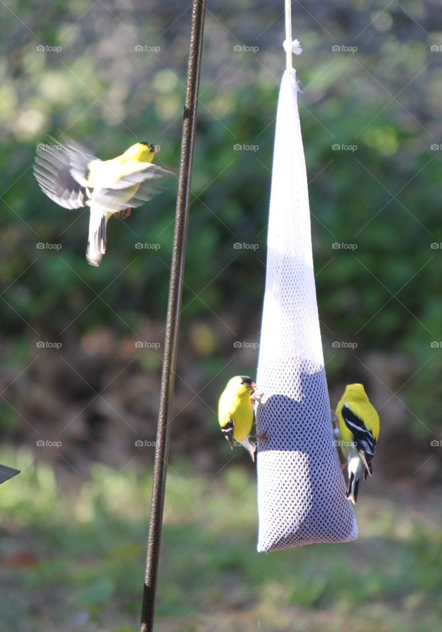 American Goldfinch in Flight