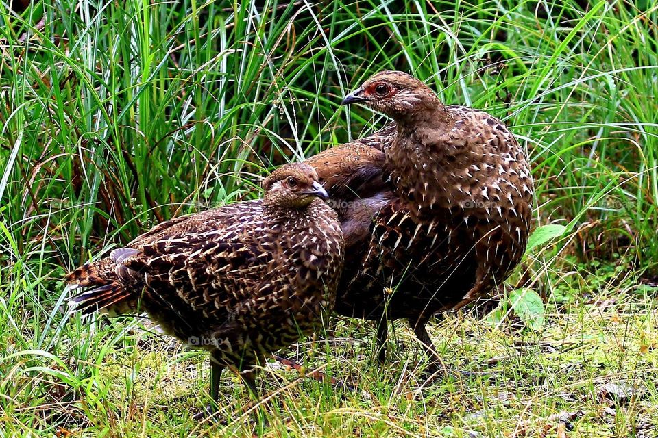 Beautiful and cute chicken