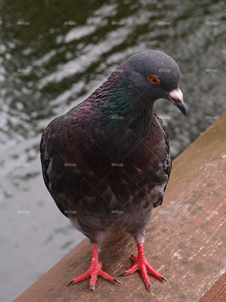 A pigeon stands on a wooden railing on a bridge over a river