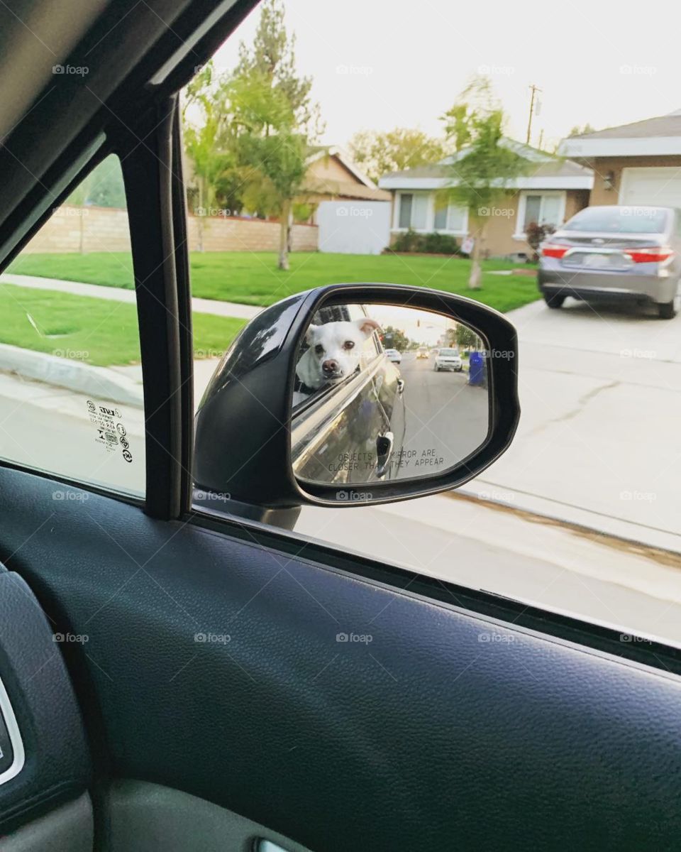 Dog looking outside of car window.
