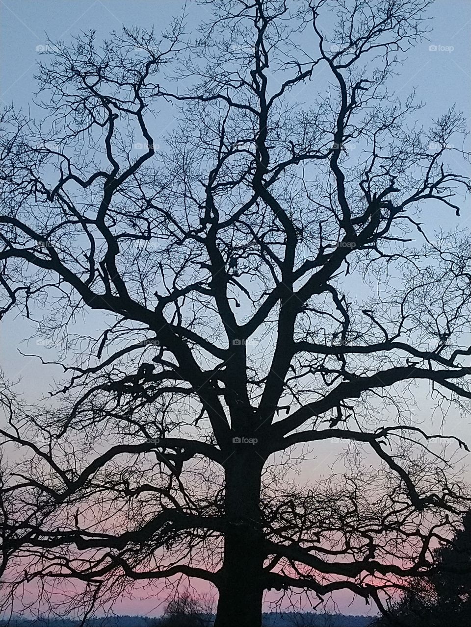 Polish nature, winter, sunset