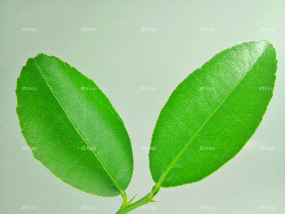 Close-up of lemon leaf