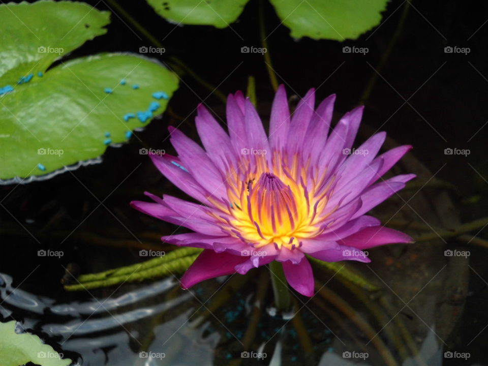 water lily