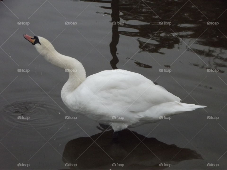 Bird, Swan, Water, Lake, No Person