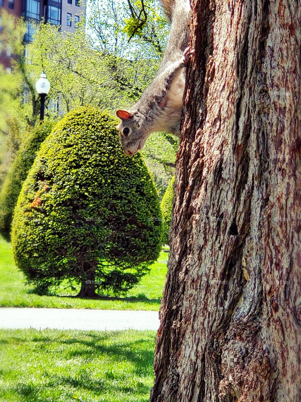 peek-a-boo with a squirrel in a Boston park