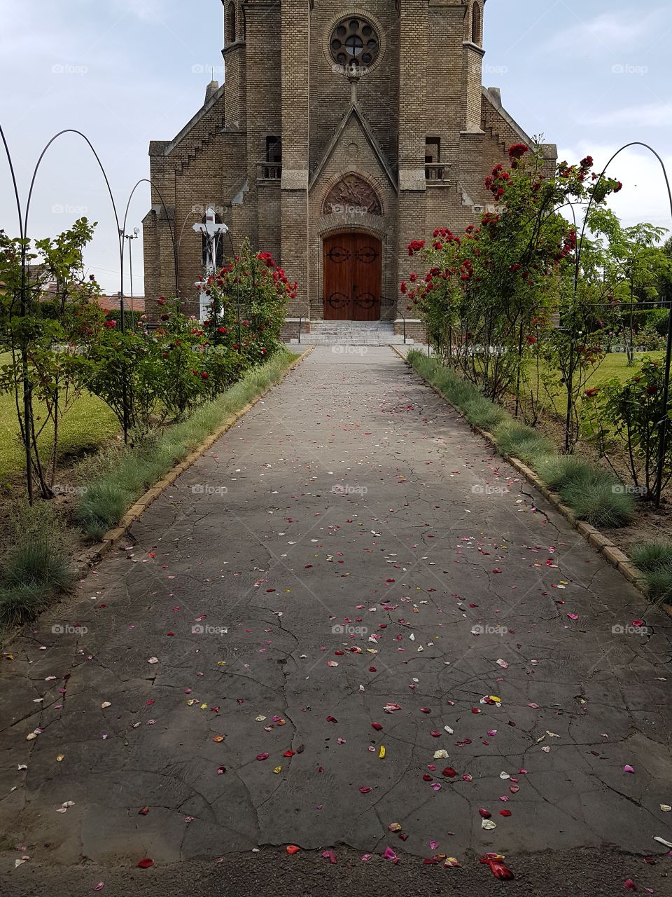 rose flowers in the church garden