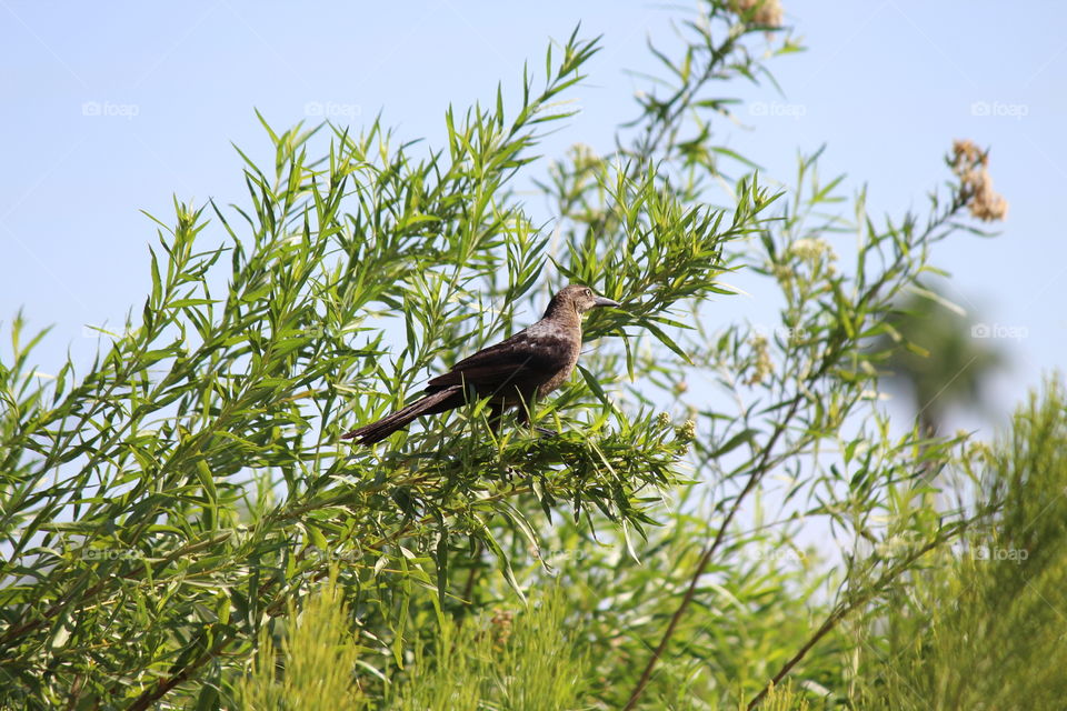 fine feathered friends