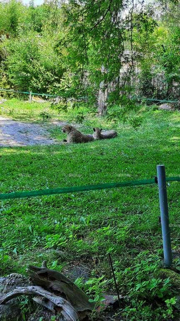 Cheetahs on the fresh green grass