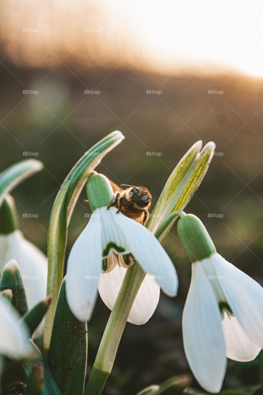 bee pollinating a snowdrop