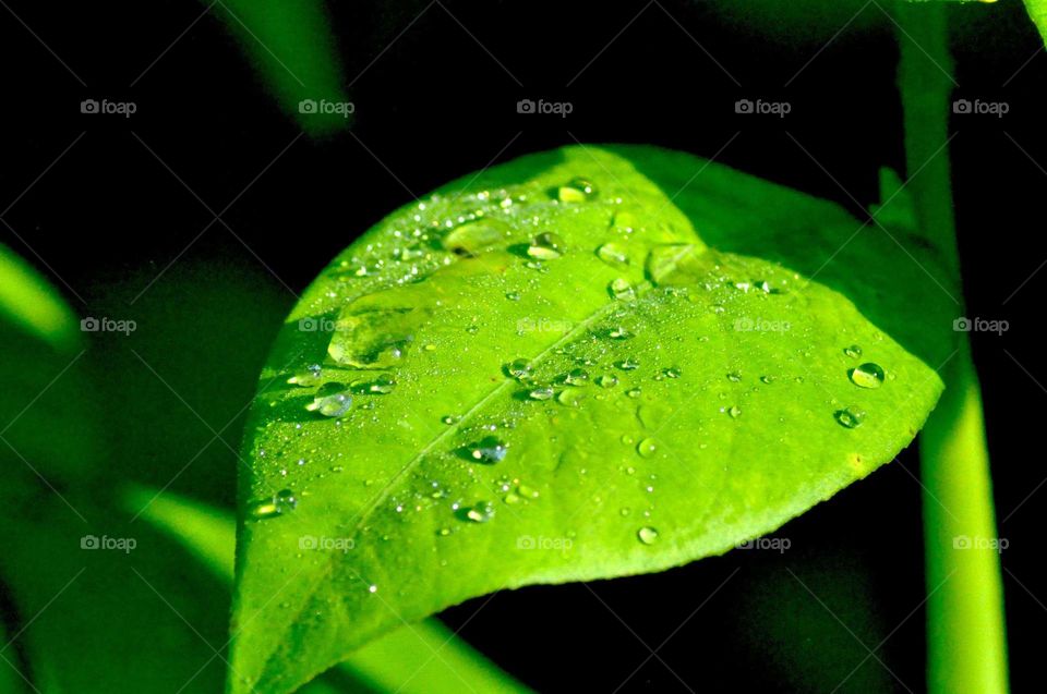 --Dew on the other leaf....