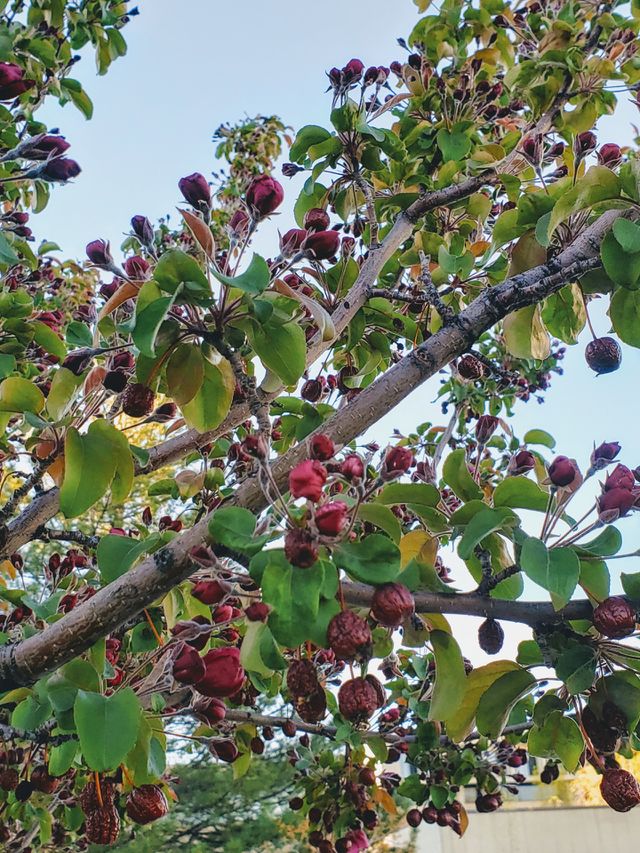 tree branch