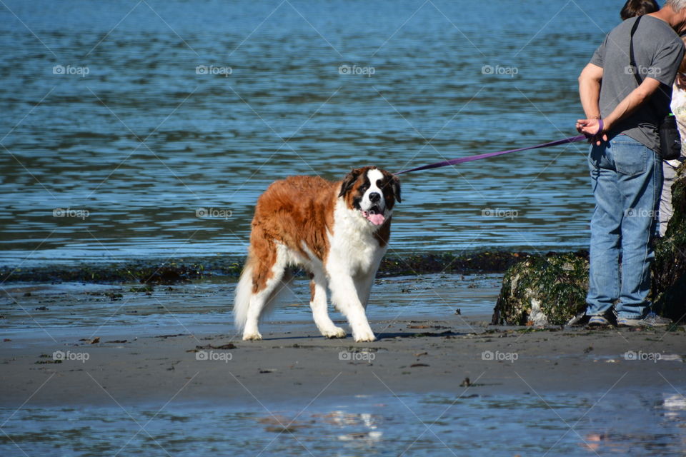 St Bernard on the beach