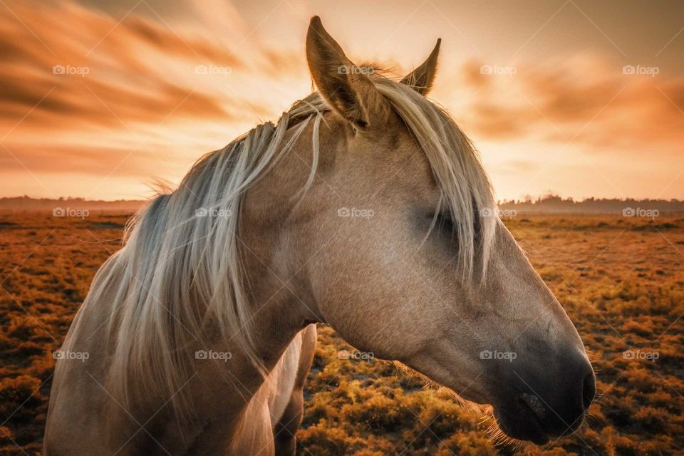 White horse on grassy field