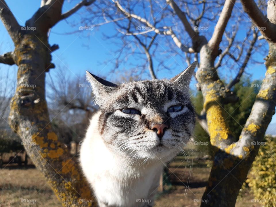 my cat on a tree on the garden