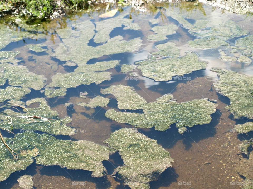 floating continent algae