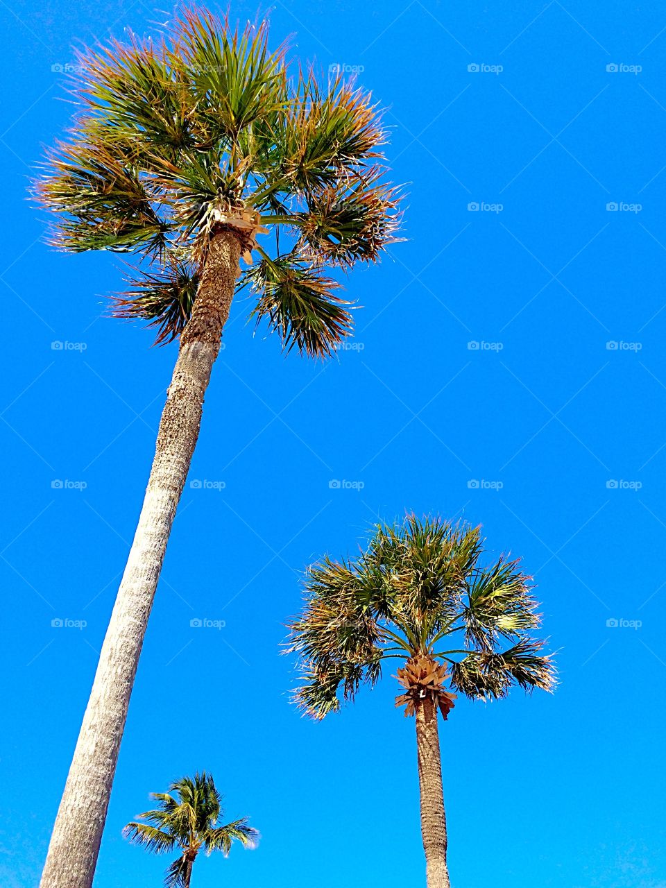 Stand Tall. Palm trees on a windy day in Ft Lauderdale