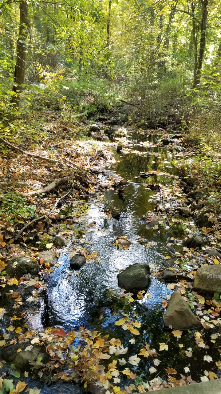 have a little stream in the woods