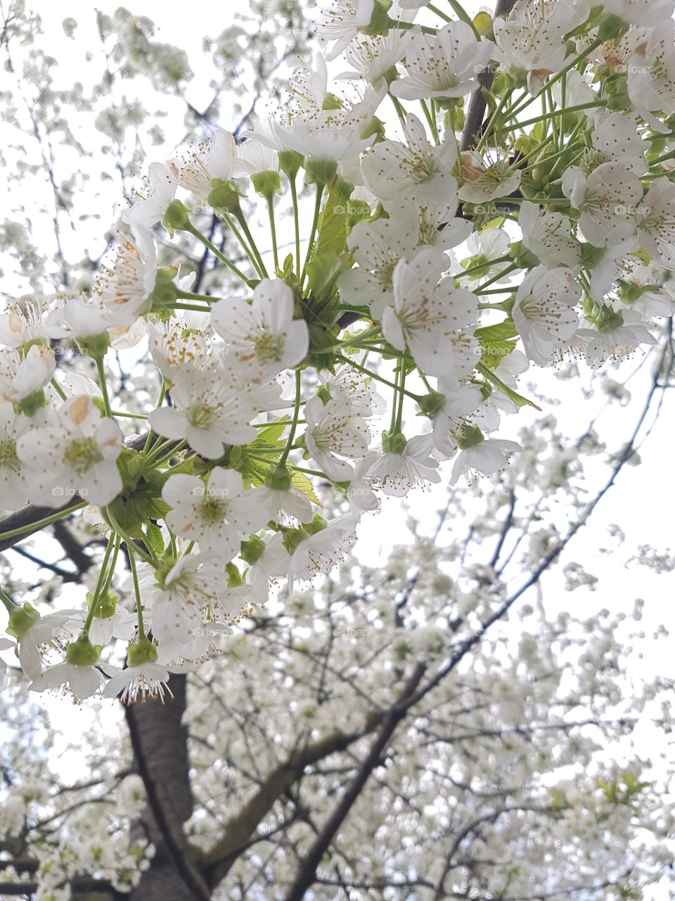 These white blossoms says that cherry is on it’s way to come.