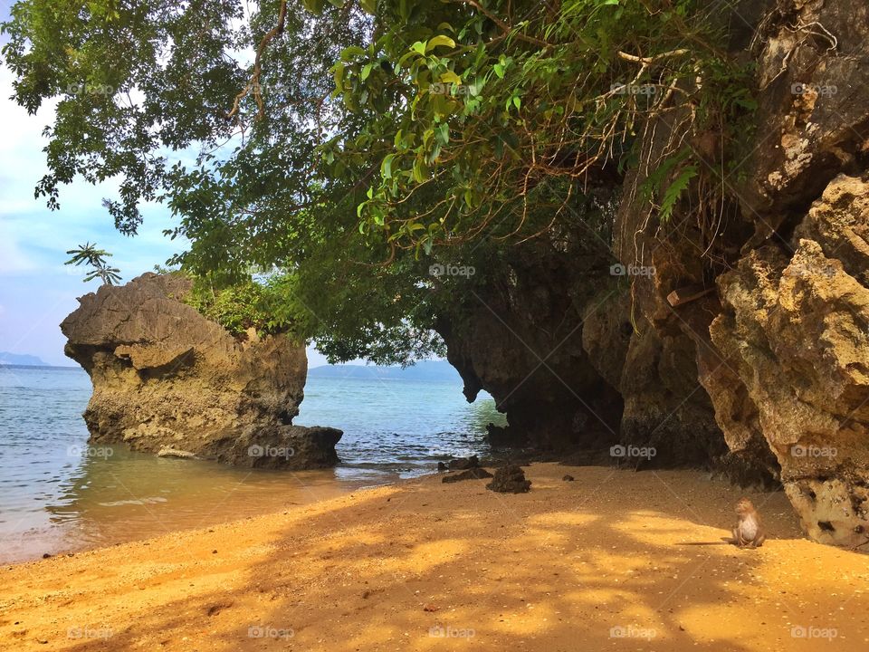 Monkey sitting on beach