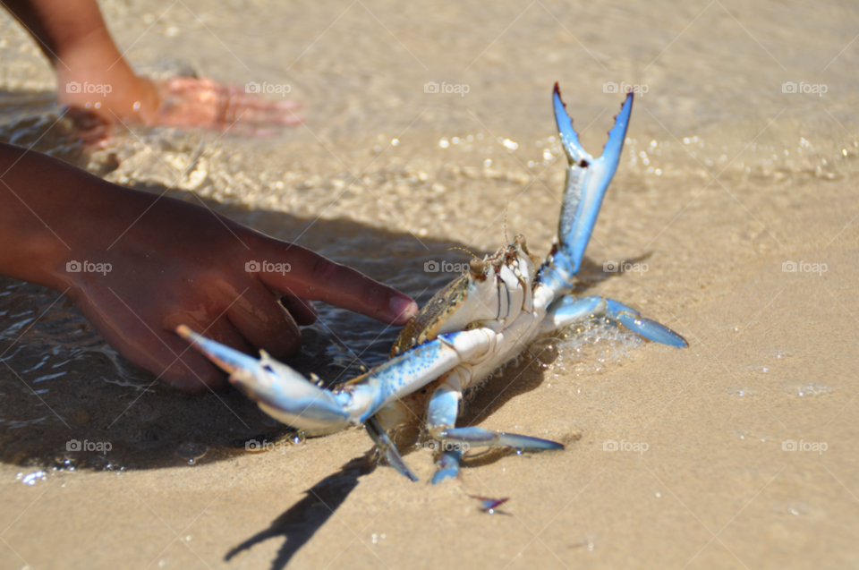 crab blue swimmer crab davenport creek ceduna sa by yook06