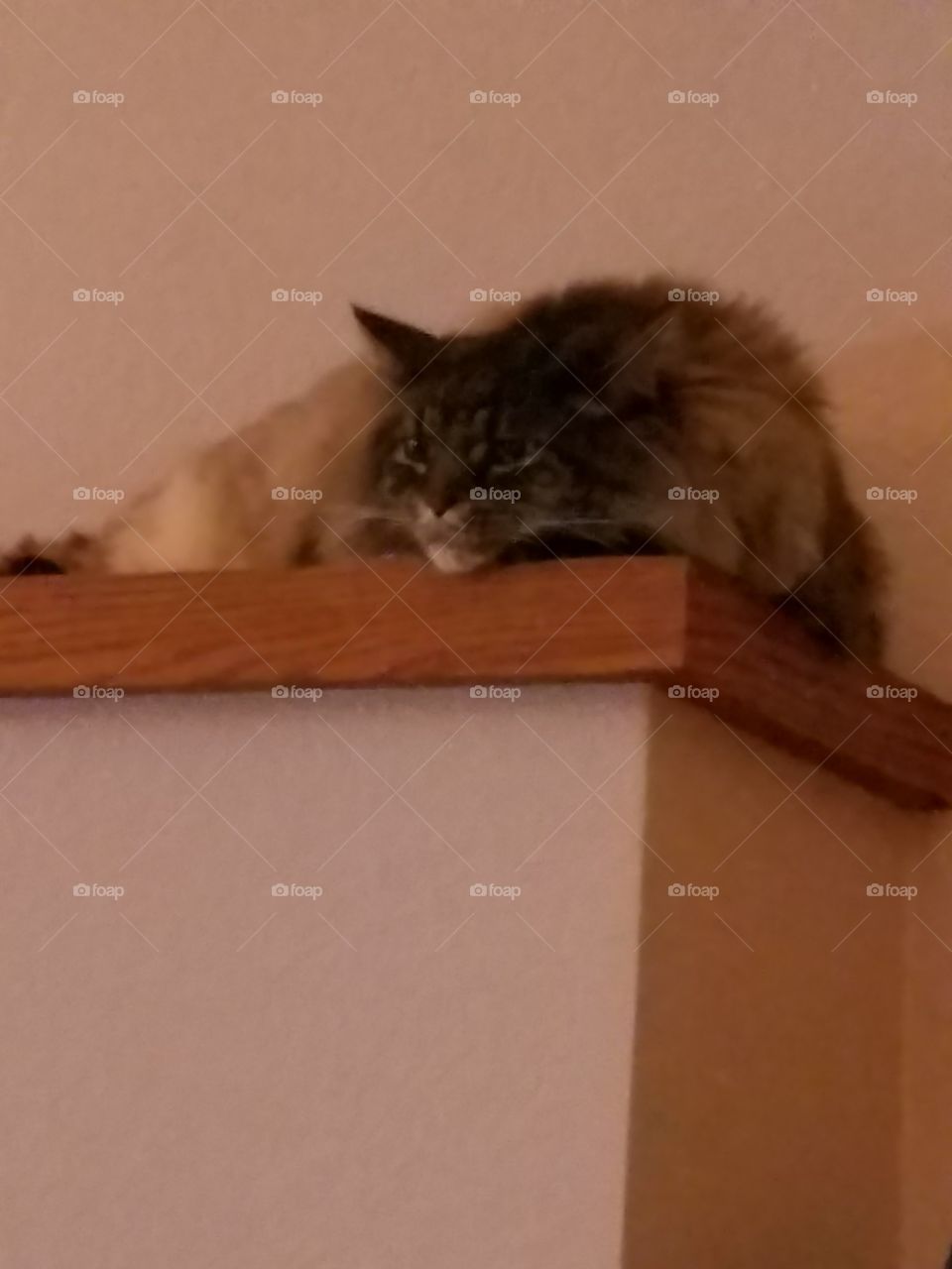 Lazy cat - Cat Nap