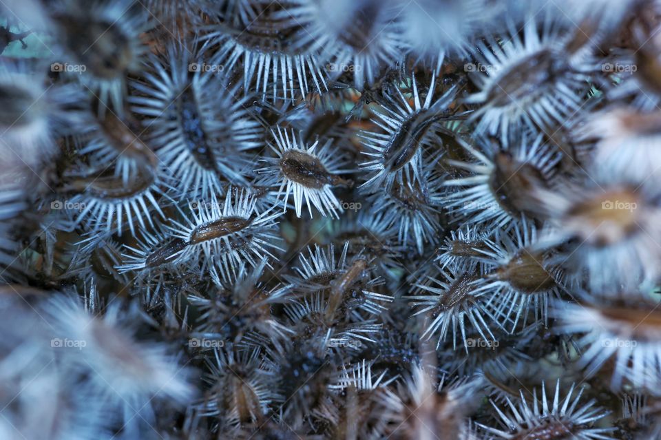 Dried wild carrot