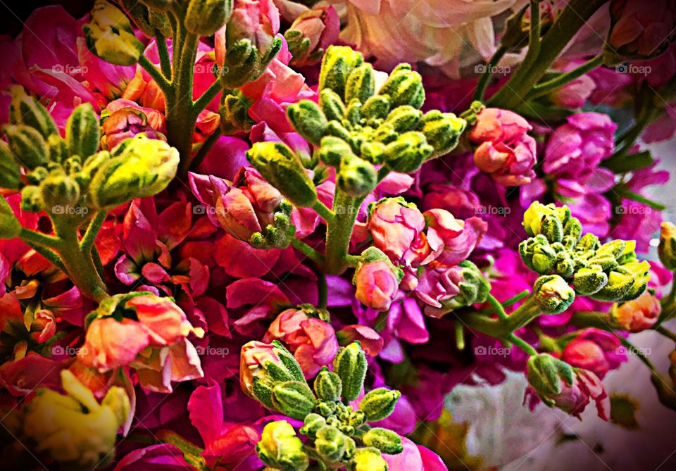 Multicolored flowers
