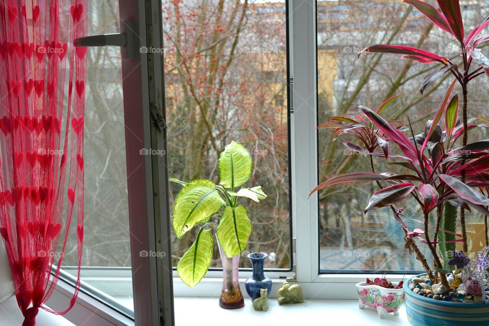 Window, Glass Items, No Person, Flower, Leaf