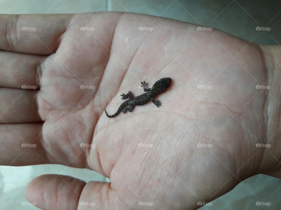 little lizard in hand