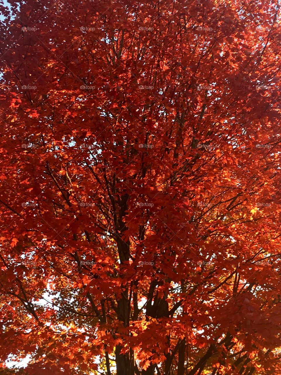 Autumn trees