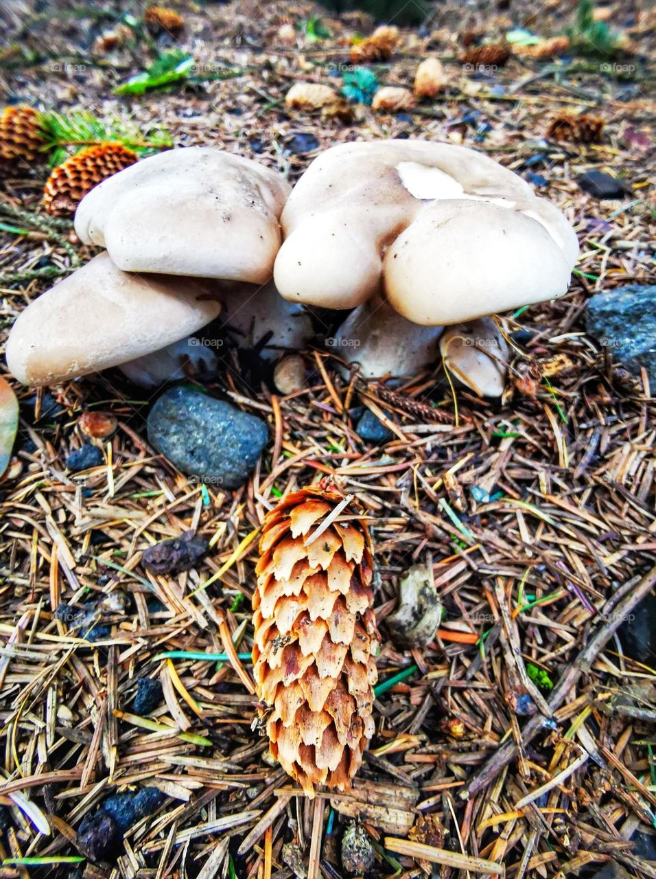 White autumn mushrooms