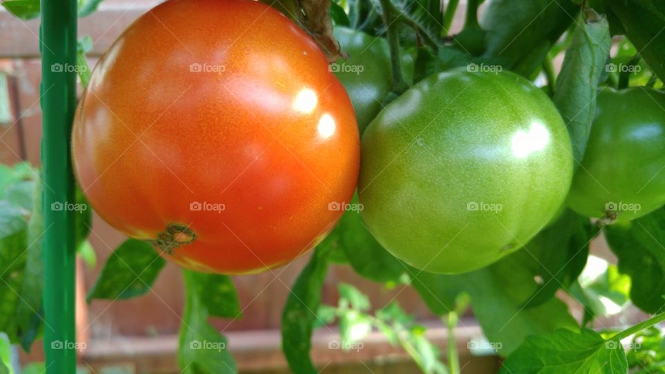 Hanging tomatoes