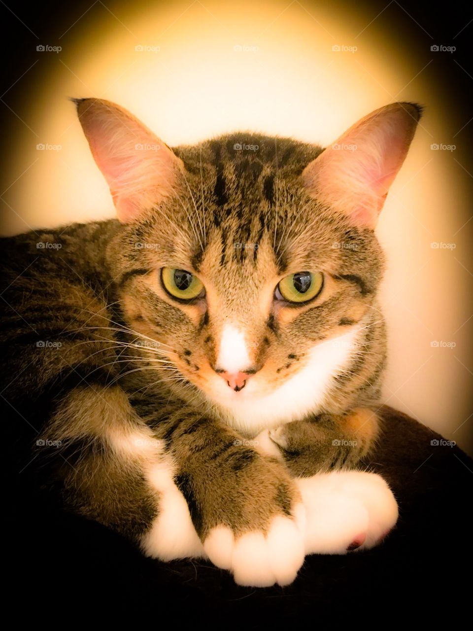 Brown tabby cat with white paws and nose 