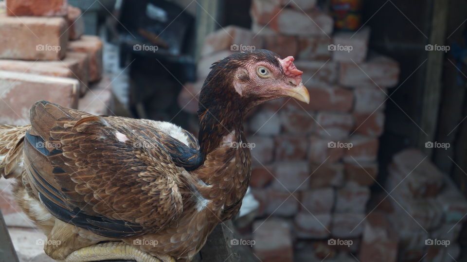 Bird, Poultry, No Person, Farm, Hen