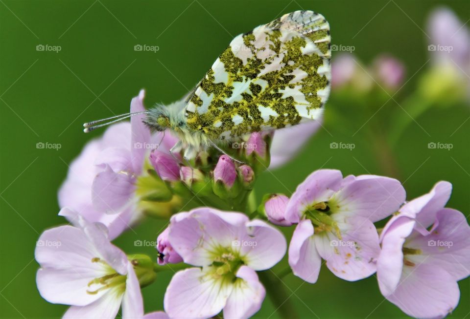 Flower, Nature, Leaf, No Person, Summer