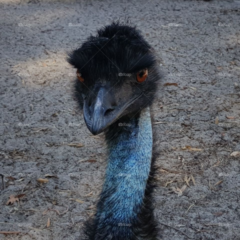 angry emu looking at camera
