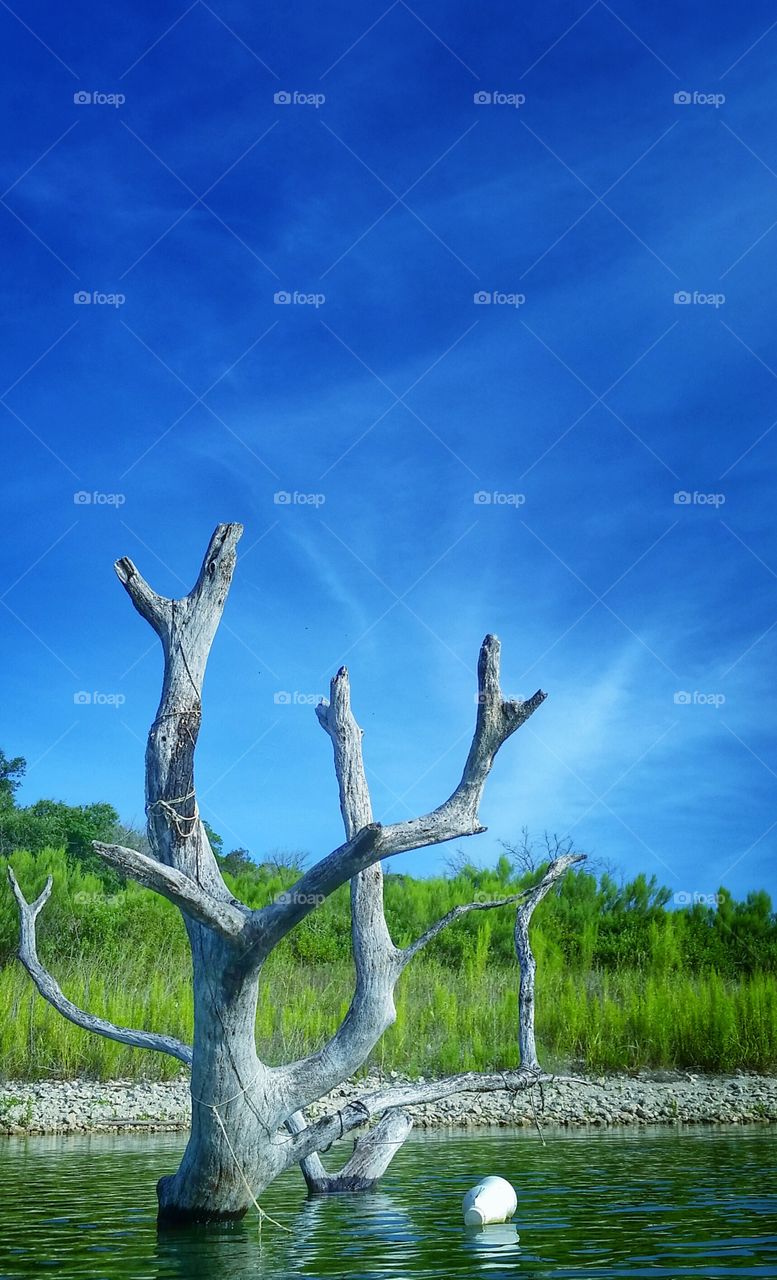 sun bleached dead tree. out fishing in a man made lake, you come across a lot of dead trees