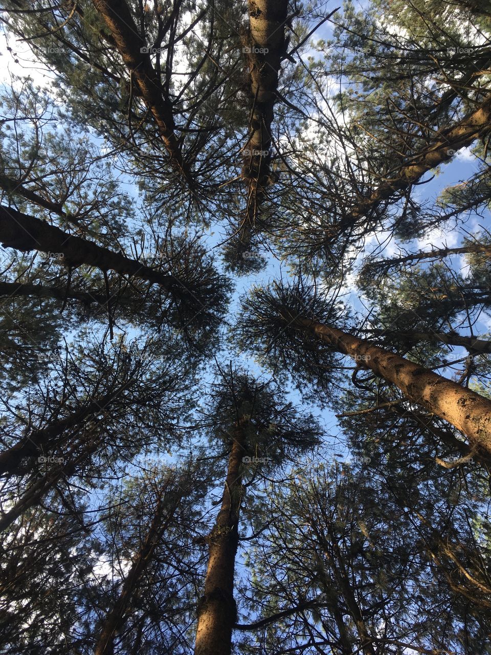 Brazil allows us incredible forests to explore.  Our forests are beautiful!  Look at the tops of these trees! / O Brasil nos permite florestas incríveis para explorar. Nossas matas são lindas! Olhe a copa dessas árvores!