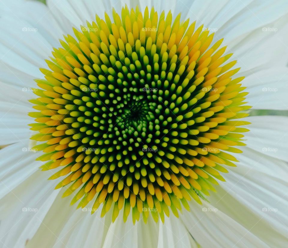 Close up beautiful coneflower