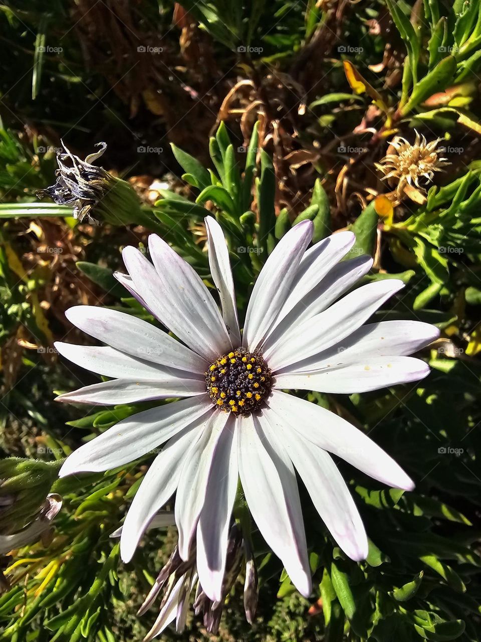 Flor compuesta Blanca