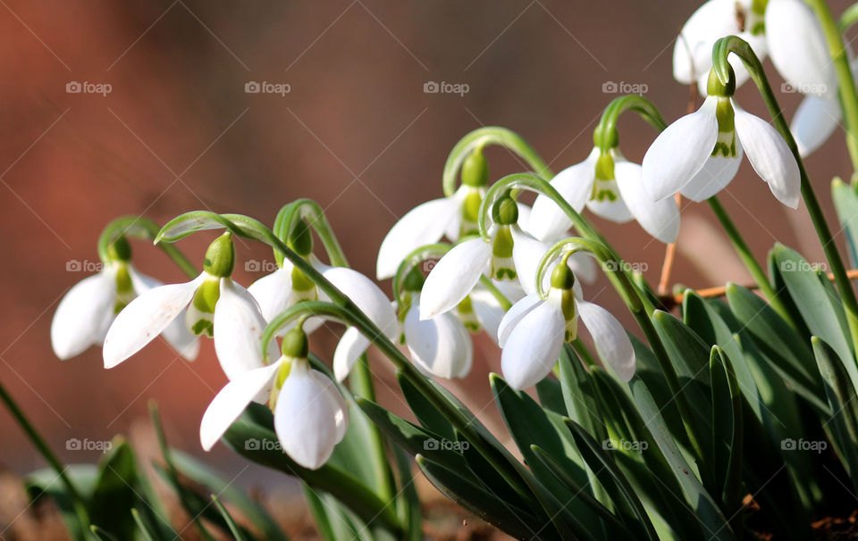 snowdrop