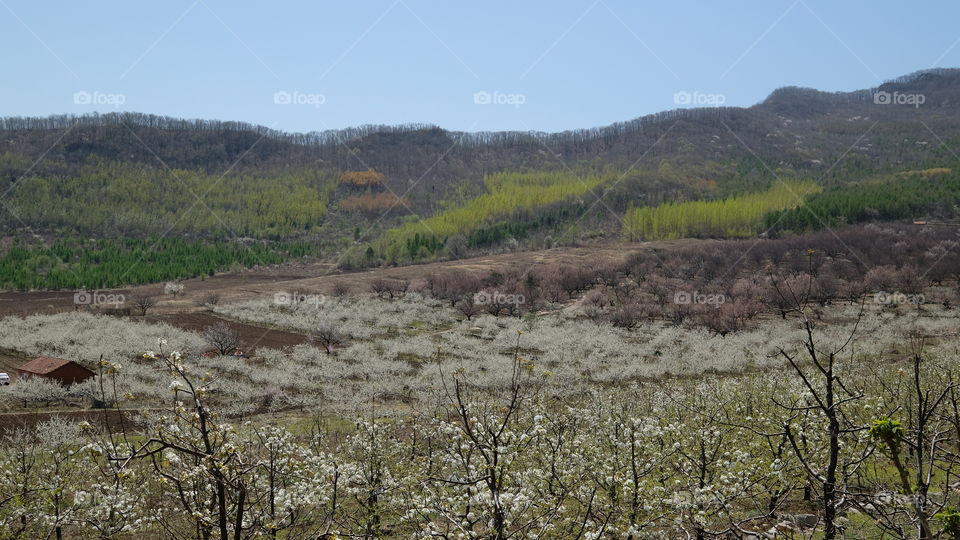 an orchard in spring