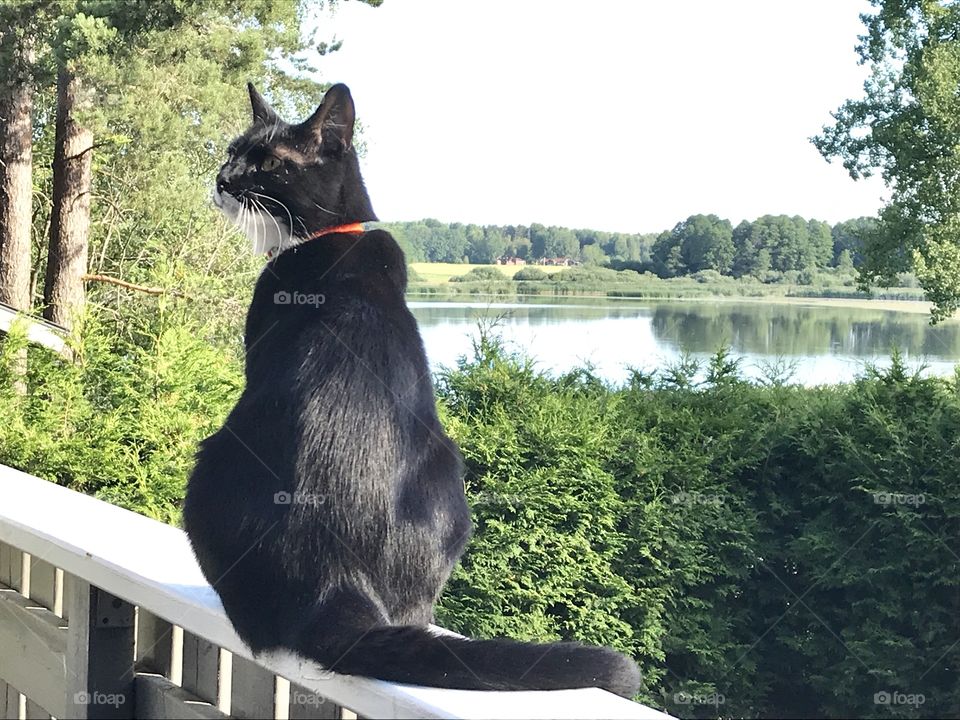 Black cat sitting on a balcony overlooking a lake