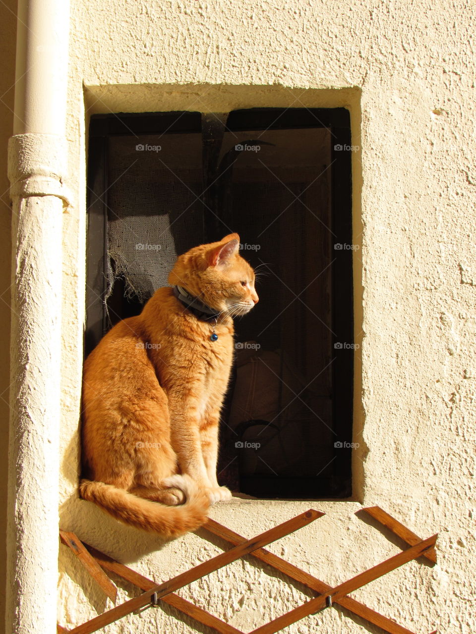 sunbathing