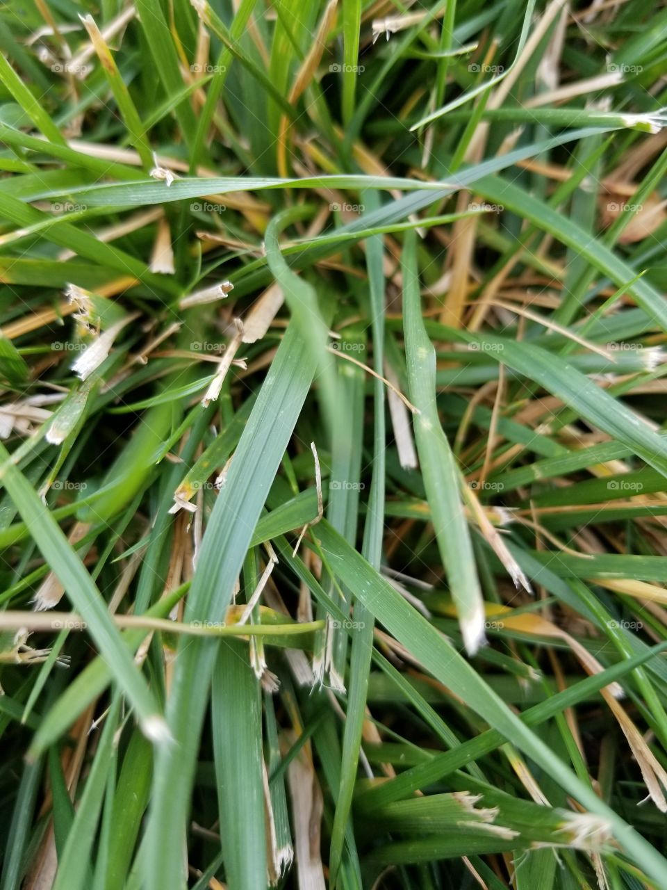 grass close up
