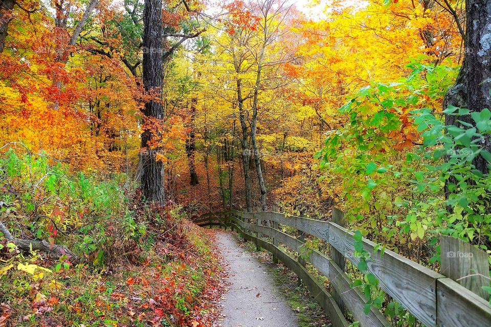 Trail - hiking path - Woods - Autumn- Fall