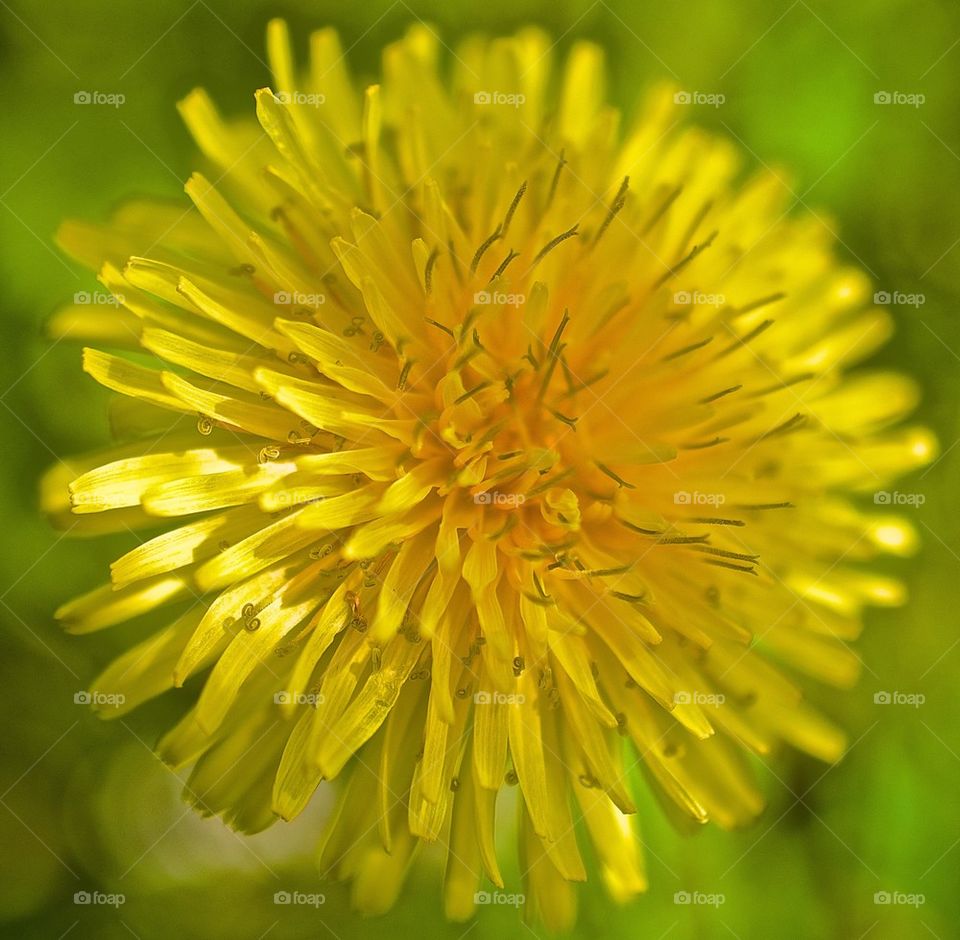 dandelion