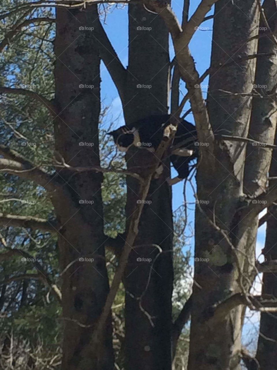Cat in a tree