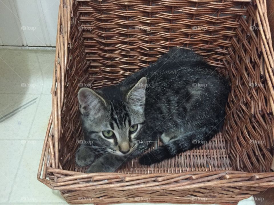 Kitty in the Basket