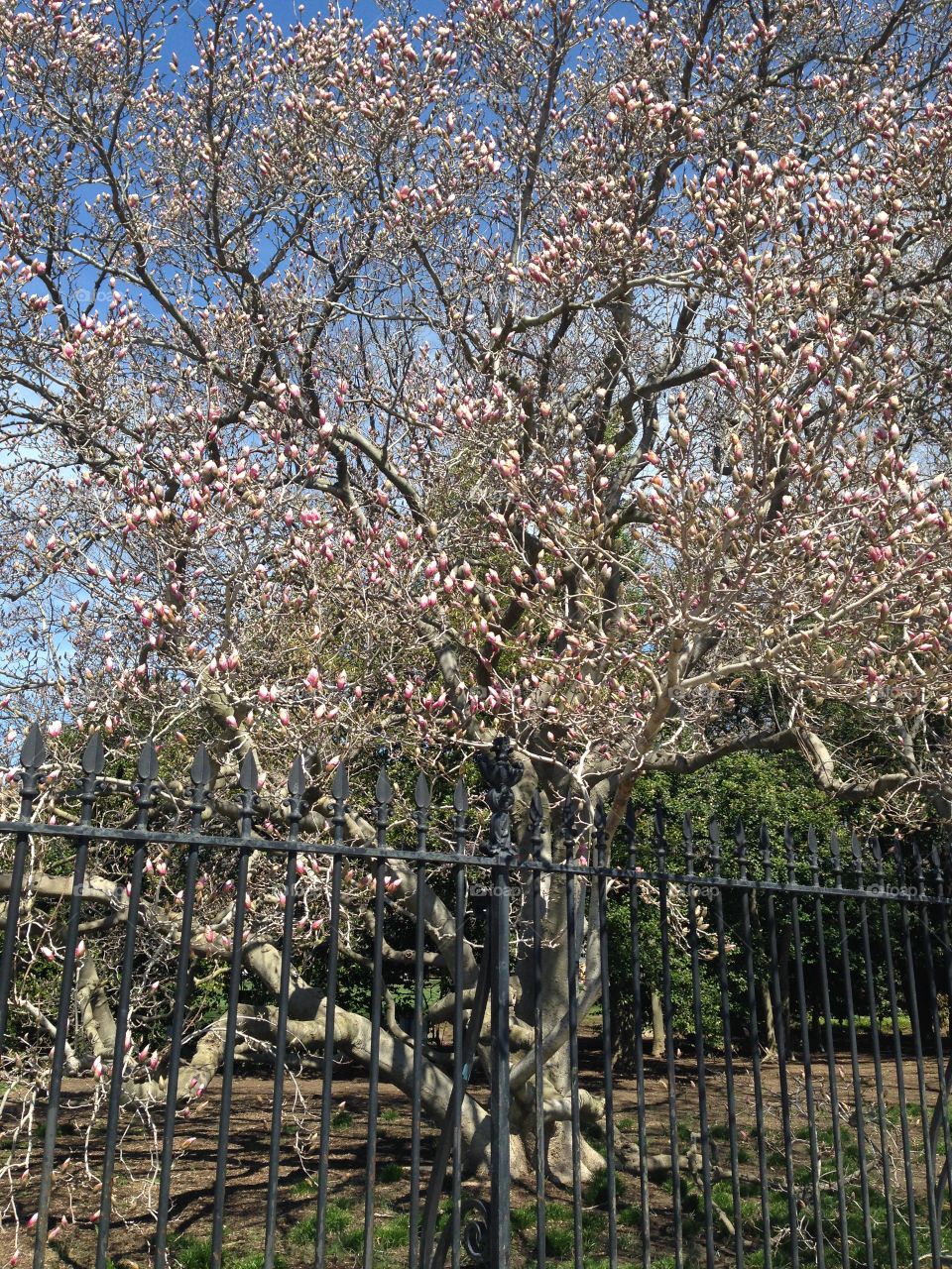 Cherry Blossoms blooming. Taken in Washington DC just before the cherry blossoms bloomed